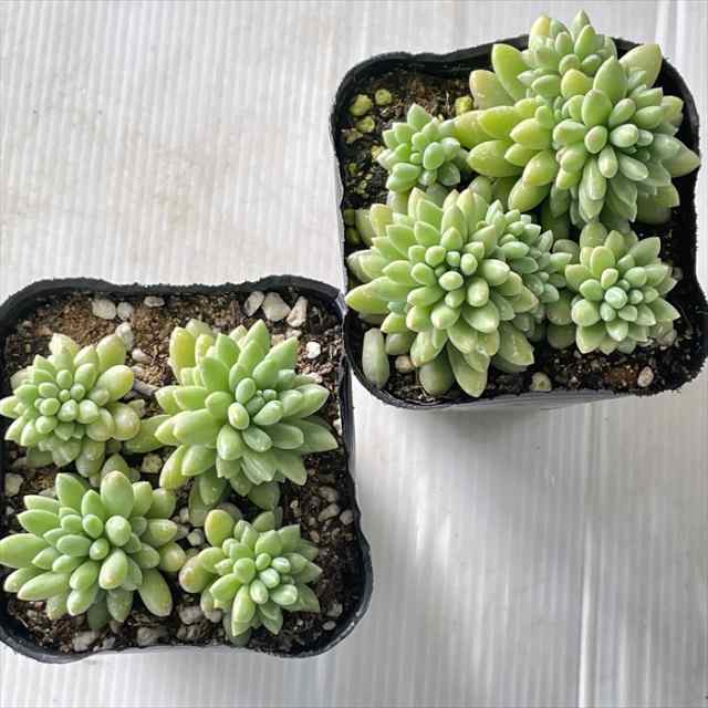 工場直売 多肉植物 seセダム ピンクベリー セダム 9cmポット