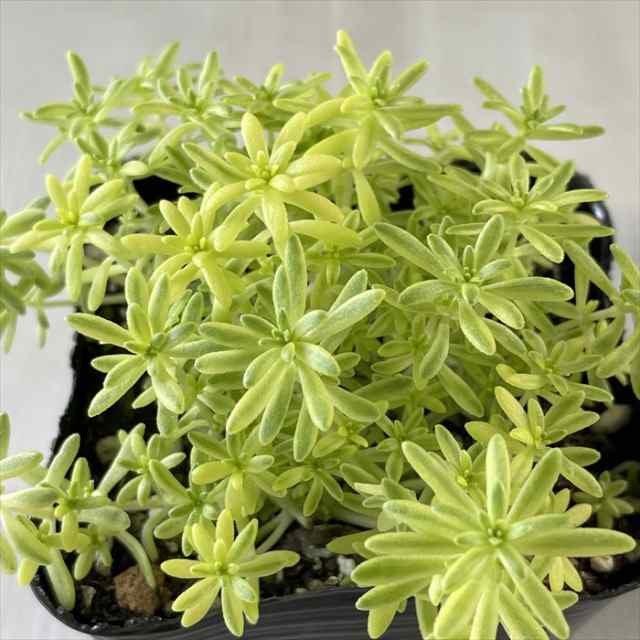 多肉植物 seセダム ステフコ 多肉植物 セダム 9cmポット - サボテン ...