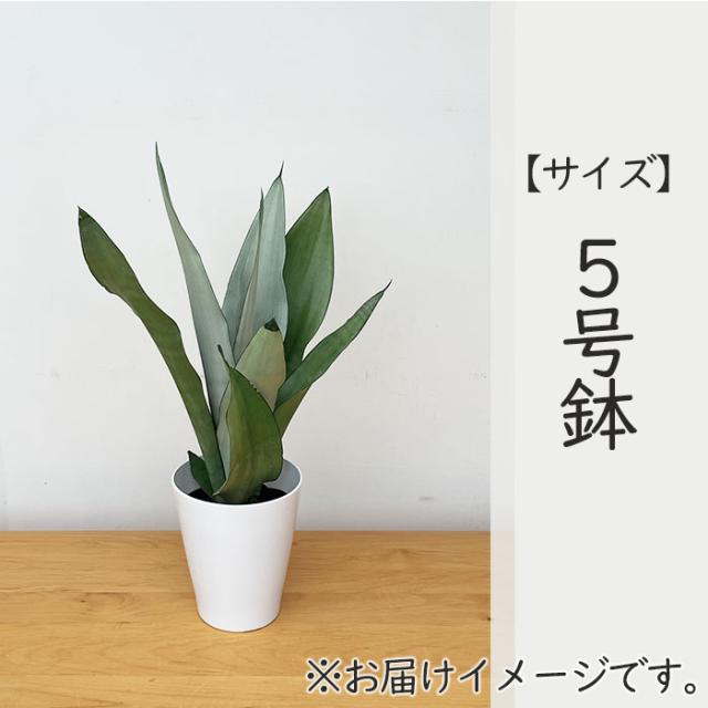 観葉植物 サンスベリア ムーンシャイン 5号鉢 サンセベリア 観葉植物