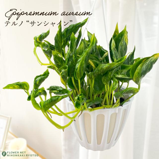 観葉植物 ポトス テルノ No.011 サンシャイン 5号鉢 吊り鉢 吊り下げ