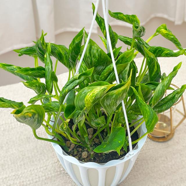 観葉植物 ポトス テルノ No.011 サンシャイン 5号鉢 吊り鉢 吊り下げ