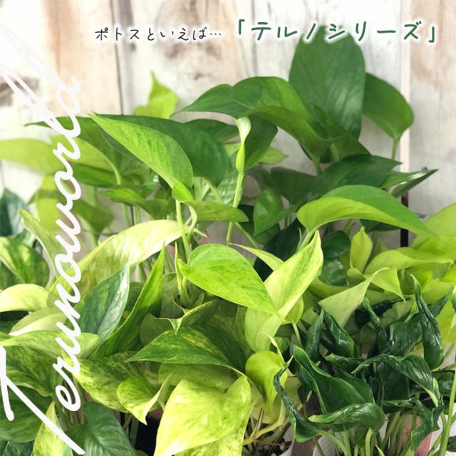 観葉植物 ポトス テルノ No.011 サンシャイン 5号鉢 吊り鉢 吊り