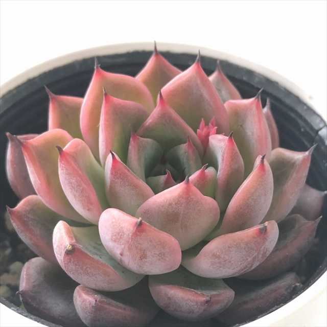 メーカー公式 多肉植物 hmエケベリア 桃太郎 エケベリア 6cmポット