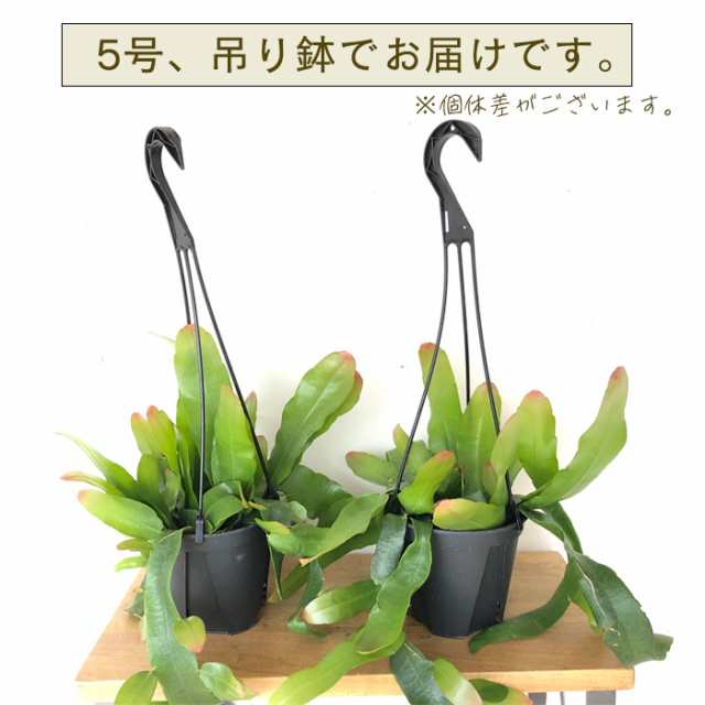 観葉植物 エピフィルムプミラム ヒメゲッカビジン 姫月下美人 5号 吊り鉢 吊り下げ ハンギング 送料無料 観葉植物 室内 贈り物 プレゼント  インテリア おしゃれ｜au PAY マーケット