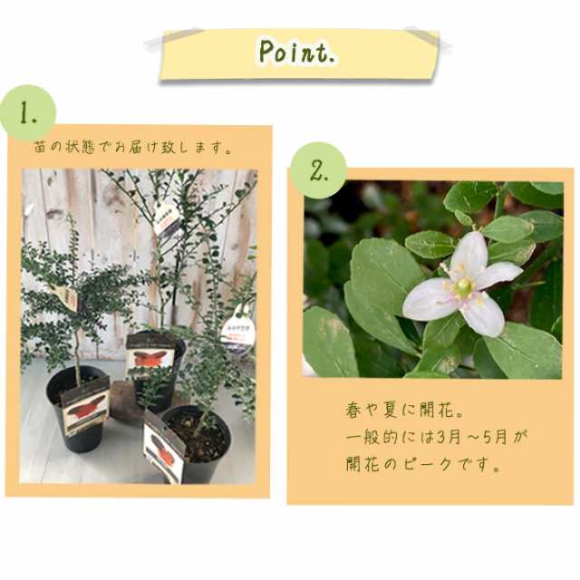 宅送] フィンガーライム(クリムゾンタイド) 大苗 - 観葉植物