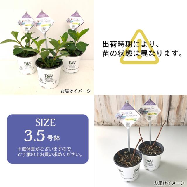 輸入アジサイ 苗 パピヨン クラッシックラベンダー 輸入アジサイ 苗 パピヨンクラッシックラベンダー - メルカリ
