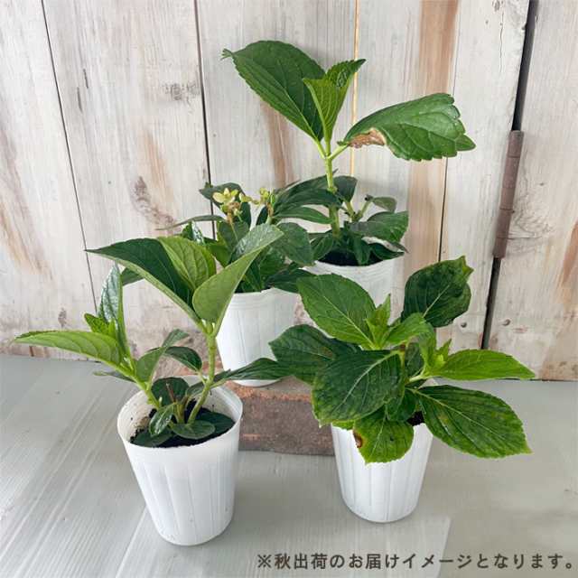 予約販売 アジサイ 旭日昇天 9cmポット 苗 花苗 苗木 あじさい 紫陽花 登録品種 gke 3月中旬以降発送｜au PAY マーケット