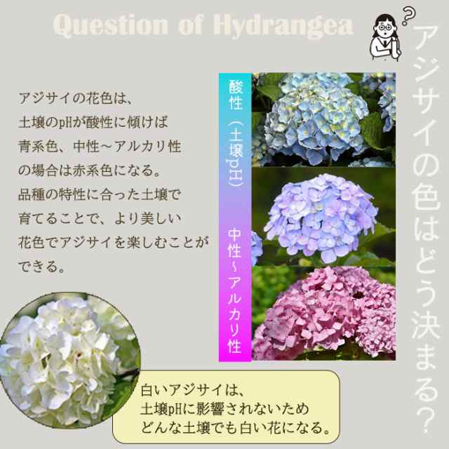 アジサイ ひな祭りルナ 10.5cmポット 苗 花苗 あじさい 紫陽花 加茂