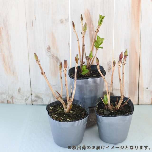 ○アジサイ○ マジカルレッドアメジスト レッド あじさい 紫陽花 5号鉢 鉢植えアジサイ - 鉢植え