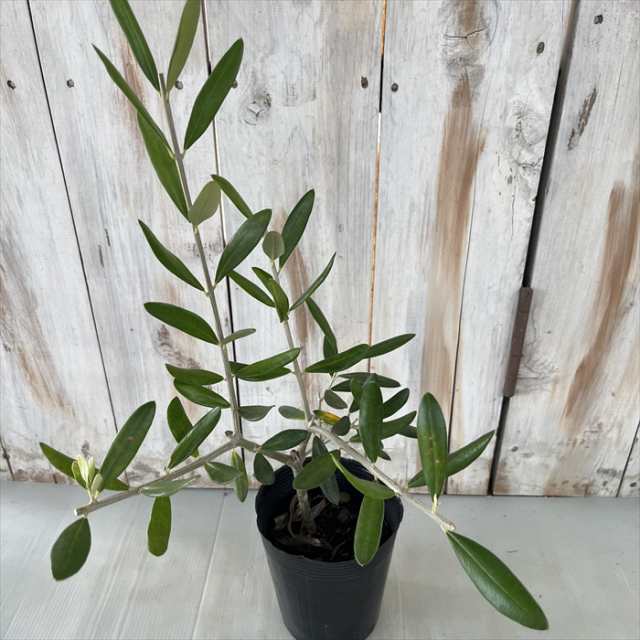 オリーブ アルベキーナ 10.5cmポット 観葉植物 オリーブの木 苗 ...