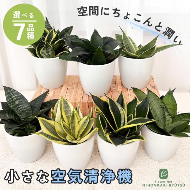 観葉植物 cot 選べる サンスベリア ハニー 7品種 3.5号鉢 サンセベリア