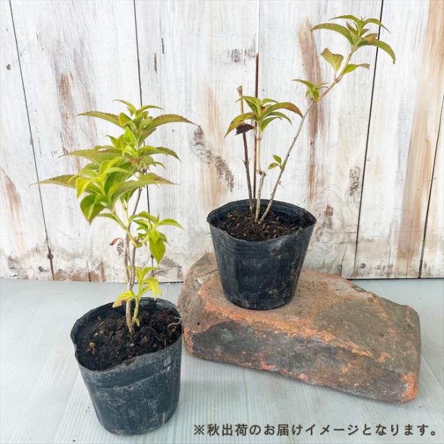 まもなく締め切り】 予約販売 山アジサイ 小紅ガク 9cmポット 苗 花苗