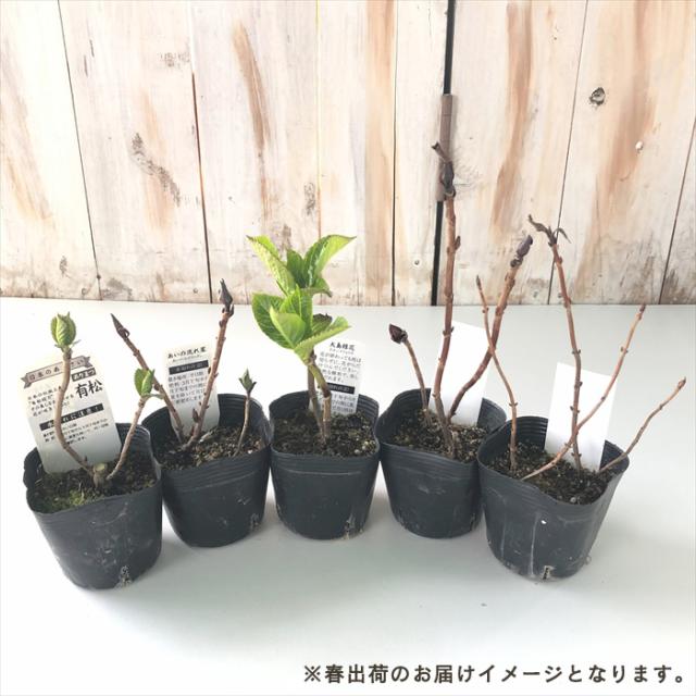 まもなく締め切り】 予約販売 山アジサイ 小紅ガク 9cmポット 苗 花苗