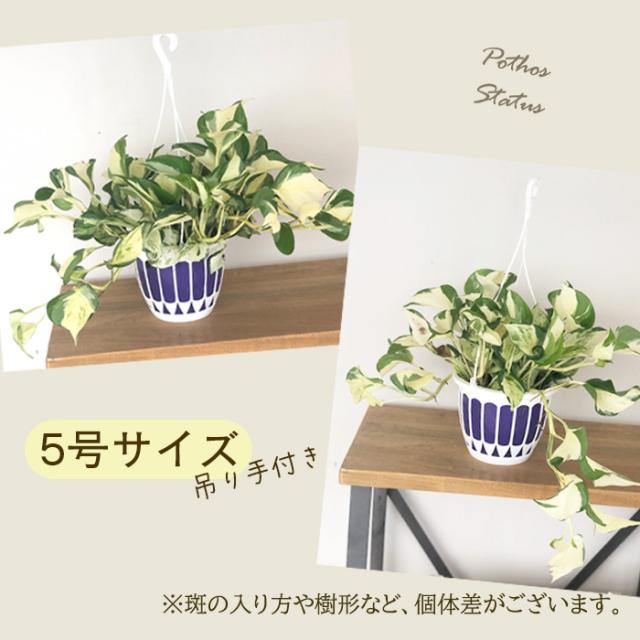 観葉植物 ポトス ステータス 5号 吊り鉢 吊り下げ ハンギング 観葉植物