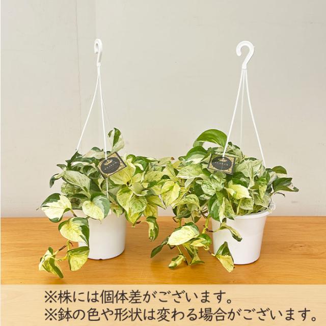 観葉植物 ポトス ステータス 5号 吊り鉢 吊り下げ ハンギング 観葉植物