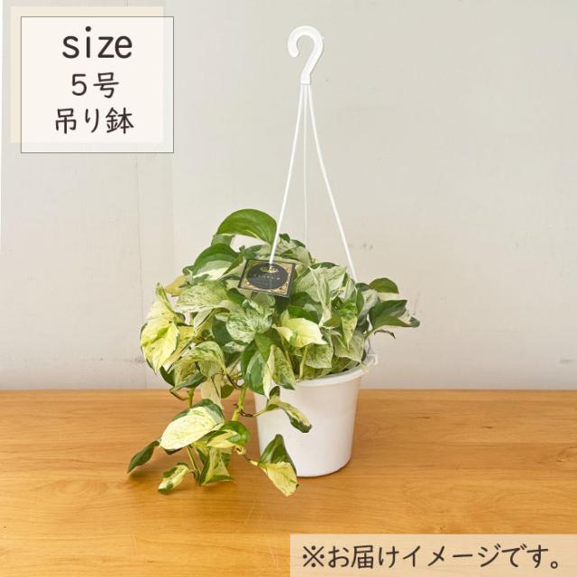 観葉植物 ポトス ステータス 5号 吊り鉢 吊り下げ ハンギング 観葉植物