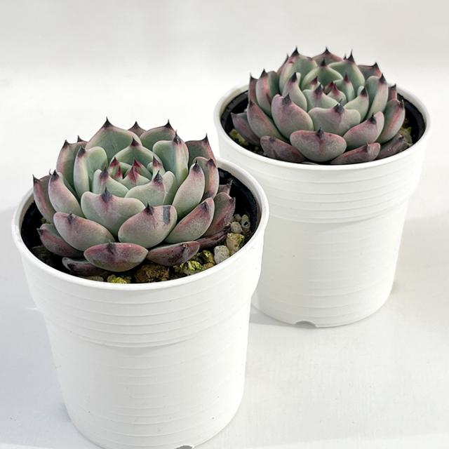 多肉植物 hmエケベリア ワンダーネイル 多肉植物 エケベリア 6cmポット