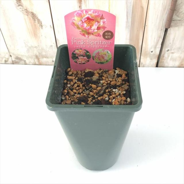 予約販売 芍薬 ピンクスプライザー 12cmポット シャクヤク しゃくやく