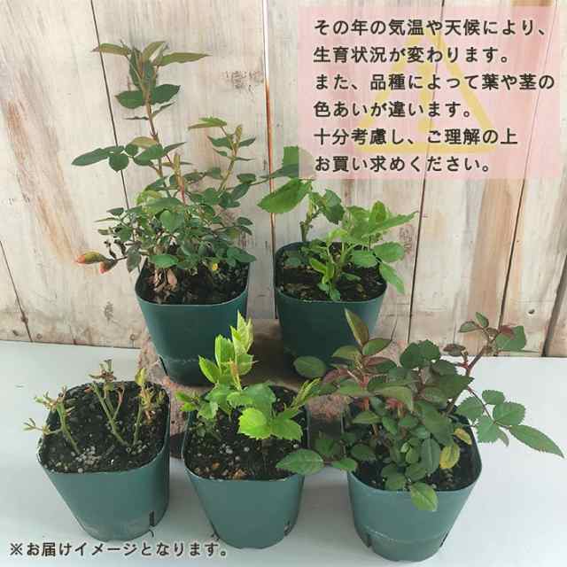 予約販売 ミニバラ レモンベール 3号ポット バラ 薔薇 バラ苗 苗 flt 10月下旬以降発送｜au PAY マーケット