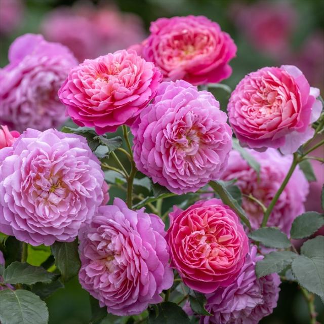 予約販売 バラ苗 バラ大苗 イングリッシュローズ エマブリッジウォーター 品種登録出願予定 薔薇 ばら 送料無料 ピンク dva  3月中旬以降発送