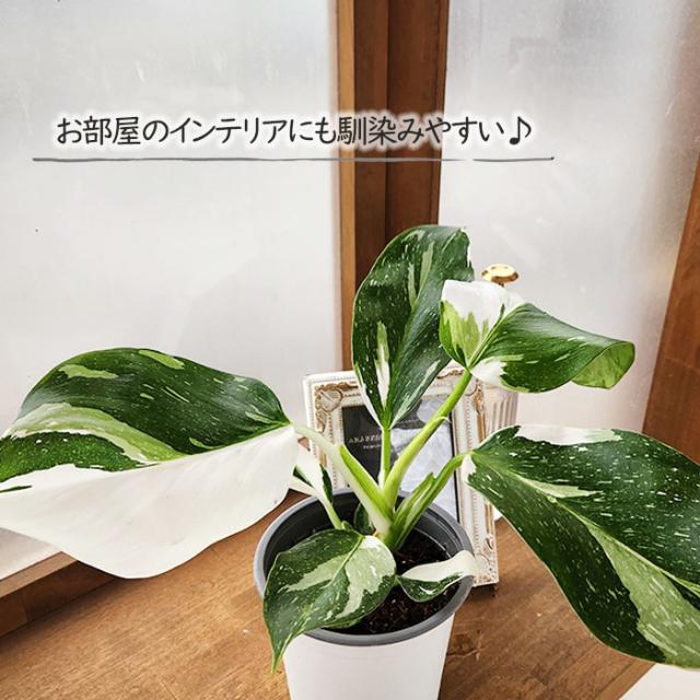 観葉植物 フィロデンドロン ホワイトウィザード 4号鉢 観葉植物 小型
