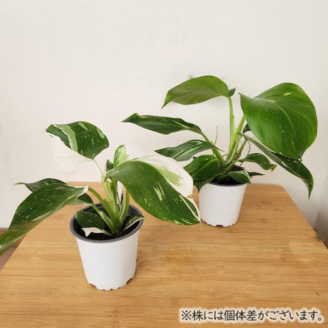観葉植物 フィロデンドロン ホワイトウィザード 4号鉢 観葉植物 小型