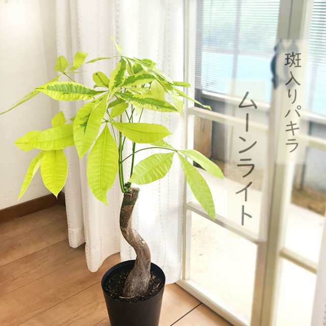 観葉植物 斑入りパキラ ムーンライト 6号鉢 パキラ 送料無料 観葉植物 室内 贈り物 プレゼント インテリア おしゃれ