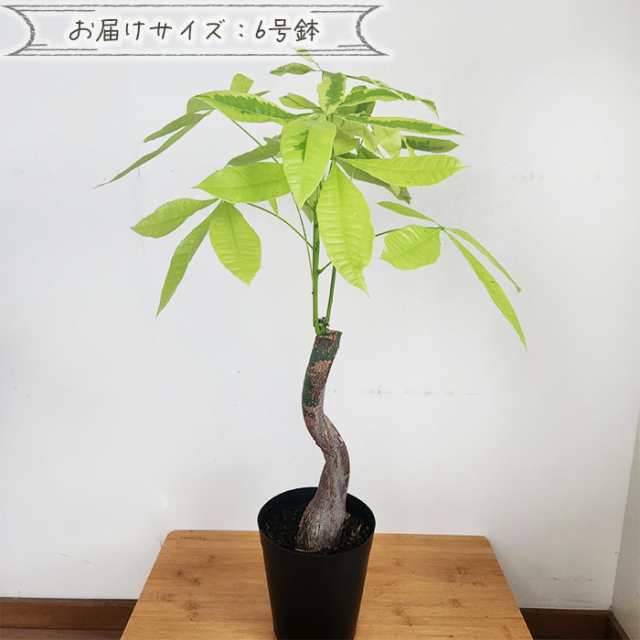 観葉植物 斑入りパキラ ムーンライト 6号鉢 パキラ 送料無料 観葉植物 室内 贈り物 プレゼント インテリア おしゃれ