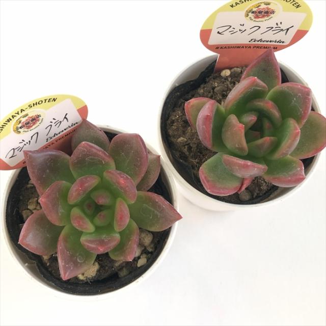 多肉植物 kswエケベリア マジックブライ 柏屋商店さん苗 エケベリア