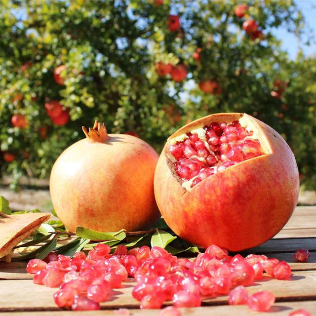 予約販売 ザクロ 苗 スイート種無ザクロ モラールデエルチェ 12cmポット 送料無料 2年生苗 高糖度 珍しい 石榴 ざくろ 柘榴 苗木 果樹苗 pwf 3月中旬以降発送