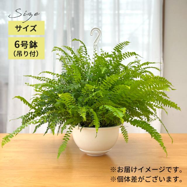 観葉植物 シダ ボストンファーン 6号 吊り鉢 吊り下げ ハンギング 送料