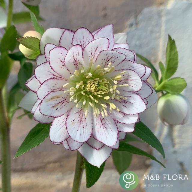 クリスマスローズ苗 しずく小鞠 9cmポット 堀切園 宿根草 花苗