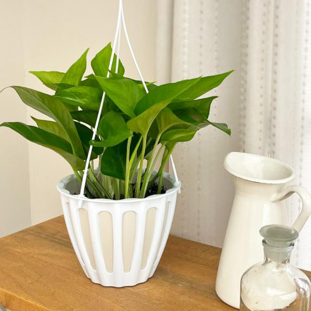 観葉植物 ポトス テルノ No.未定 ミッドナイト 5号鉢 吊り鉢 吊り下げ