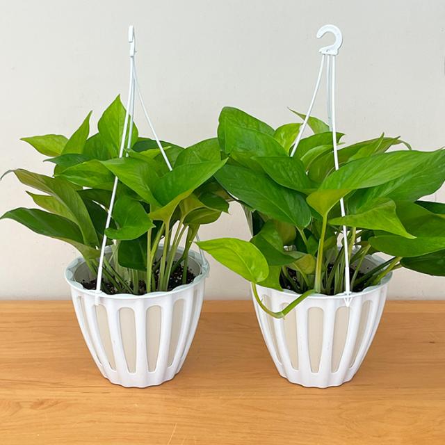 観葉植物 ポトス テルノ No.未定 ミッドナイト 5号鉢 吊り鉢 吊り下げ