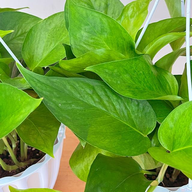 観葉植物 ポトス テルノ No.未定 ミッドナイト 5号鉢 吊り鉢 吊り下げ