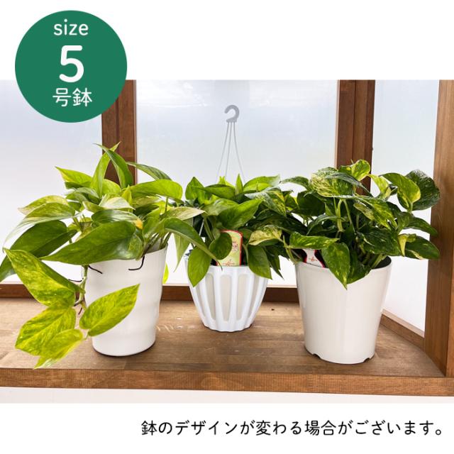 観葉植物 ポトス テルノ No.未定 ミッドナイト 5号鉢 吊り鉢 吊り下げ