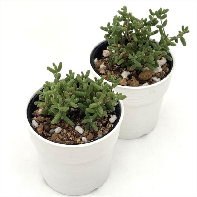 多肉植物 hmドロサンテマム グロボーサム 蜜橘 ミカン ドロサンセマム