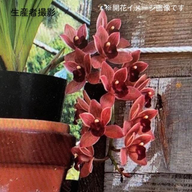 予約販売 フォアゴットンフルーツ 花芽2芽付き 4.5号鉢 送料無料 キンリョウヘン 金稜辺 ミツバチ誘引蘭 東洋蘭 okh 2月上旬以降発送