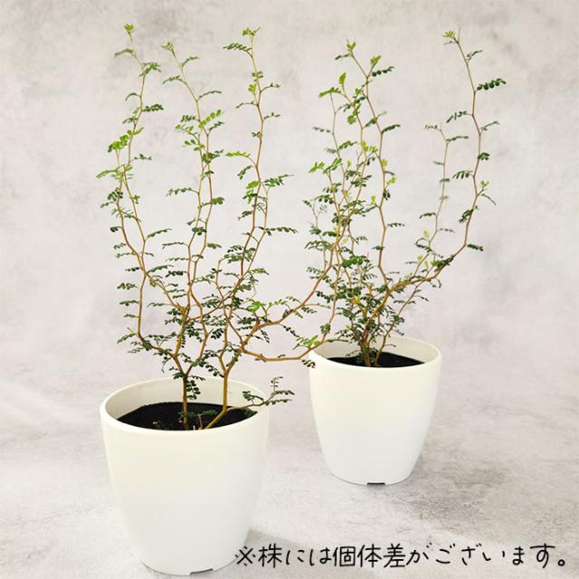 観葉植物 cot ソフォラ ミクロフィラ リトルベイビー 3 5号鉢 メルヘンの木 観葉植物 小型 小さい 室内 贈り物 プレゼント インテリア おしゃれの通販は - フラワーネット日本花キ流通 通販サイト