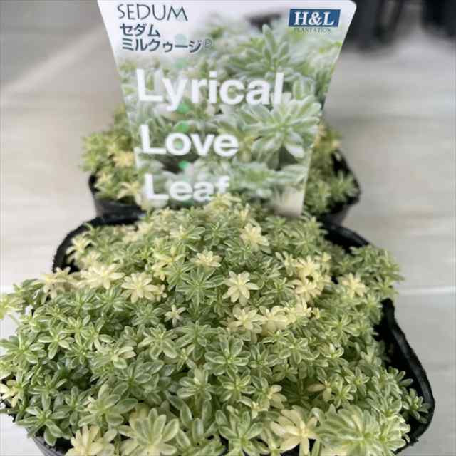 多肉植物 seセダム ミルクゥージ 多肉植物 セダム 9cmポット 登録品種 ...