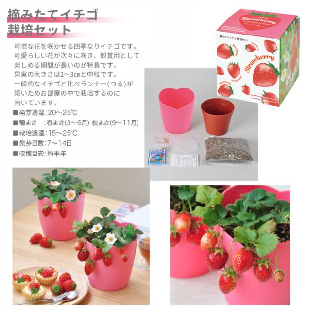 フルーツ入浴剤つみたていちごの香り300個