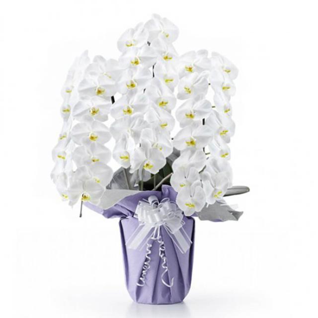 【大輪胡蝶蘭・お供え用】 白３本立ち《42輪以上》｜Lサイズ【宅配便配送料込み】（法要の献花 仏花 お供花 仏事 法事 弔事 お盆 お彼岸 四十九日 一周忌 御供え）の通販は