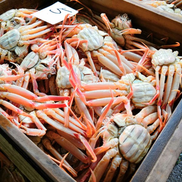 【訳あり】 アイブリッジ 兵庫県香住産 セコガニ 2kg 1kg（約7〜8尾入）×2箱