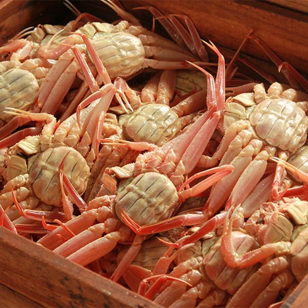 【訳あり】 アイブリッジ 兵庫県香住産 セコガニ 2kg 1kg（約7〜8尾入）×2箱