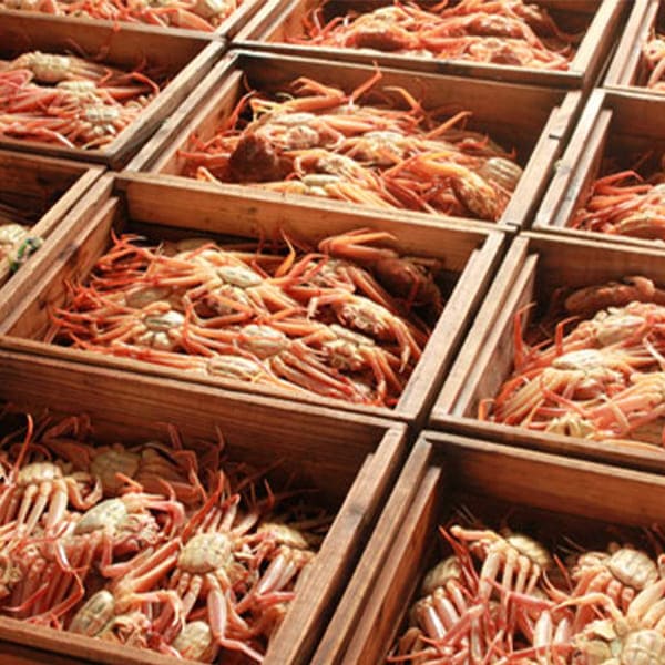 【訳あり】 アイブリッジ 兵庫県香住産 セコガニ 2kg 1kg（約7〜8尾入）×2箱