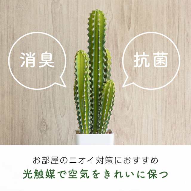 観葉植物光触媒フェイクおしゃれ花造花鉢フェイクグリーン多肉植物サボテン大型約60cm消臭抗菌置物の通販はau Pay マーケット 5 7から還元祭スタート 送料無料 大型商品除く Ggbank