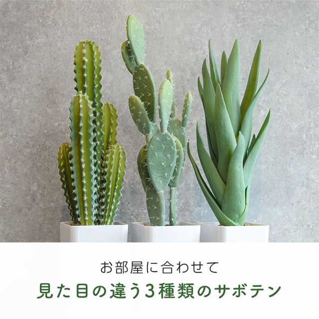 観葉植物光触媒フェイクおしゃれ花造花鉢フェイクグリーン多肉植物サボテン大型約60cm消臭抗菌置物の通販はau Pay マーケット 5 7から還元祭スタート 送料無料 大型商品除く Ggbank