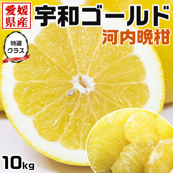 宇和ゴールド みかん 特選クラス Lサイズ 約10kg 愛媛県産 河内晩柑 美生柑・手土産・お供え・ご家庭へのギフトの通販は 6,980円