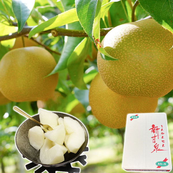 鳥取県産　新甘泉　10～18玉　約5キロ　秀品　 ※クール便発送 楽天市場】鳥取県産 梨 新甘泉 （しんかんせん） 秀品 5kg 10