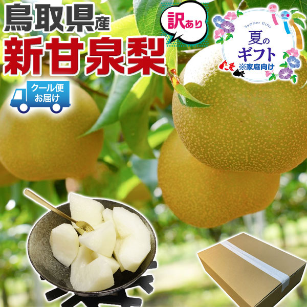 【クール便指定】鳥取 訳あり 新甘泉 梨 約10kg（12〜40玉）糖度14度前後 ご家庭用【しんかんせん鳥取県産ナシ】お中元 家庭用 ギフト